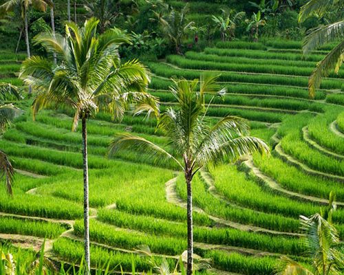 Bedugul Temple – Banyumala Waterfall – UNESCO Rice Terrace