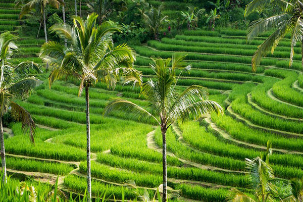 Bedugul Temple – Banyumala Waterfall – UNESCO Rice Terrace