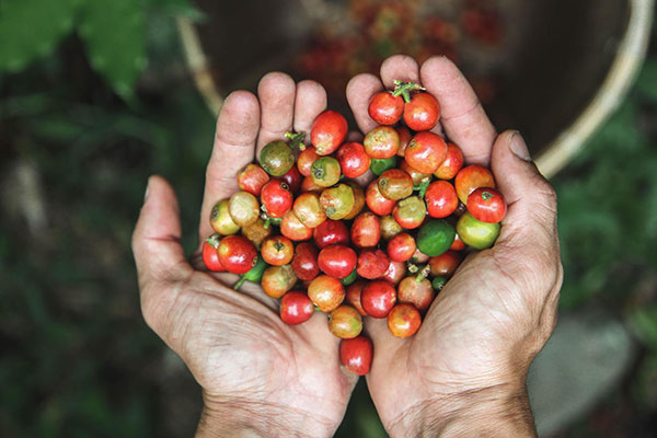 bali-coffee-plantation