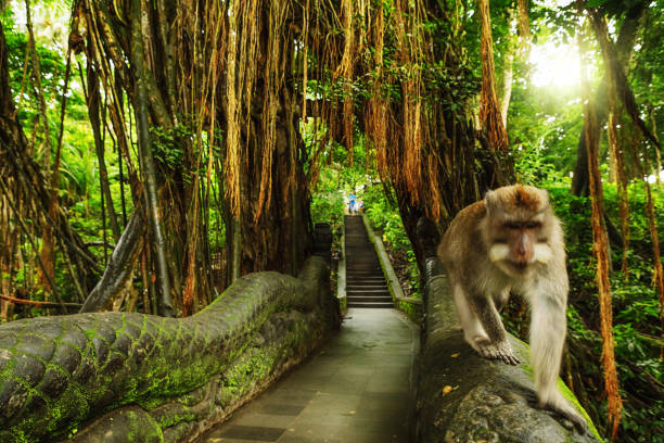 Ubud Tours : Monkey Forest - Rice Terrace - Waterfall – Temple, Duration 8 Hours

Read more