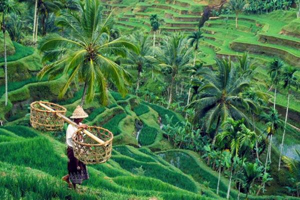 tegalalang rice terrace