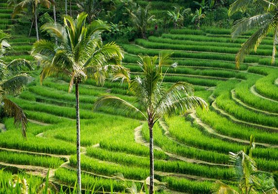 UNESCO-Rice-Terrace