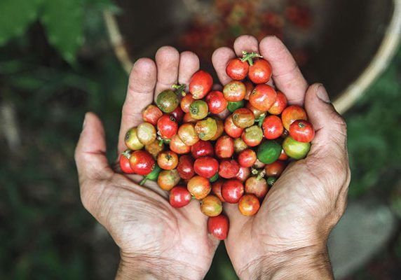 bali-coffee-plantation