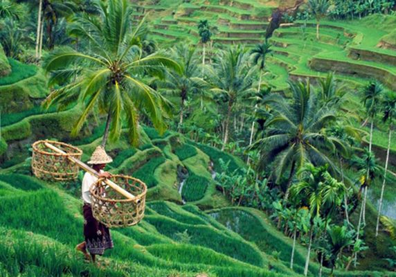 tegalalang rice terrace